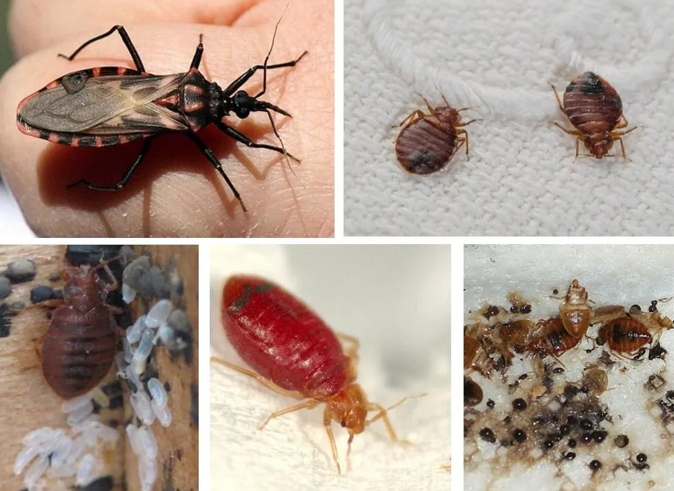 борьба с клопами